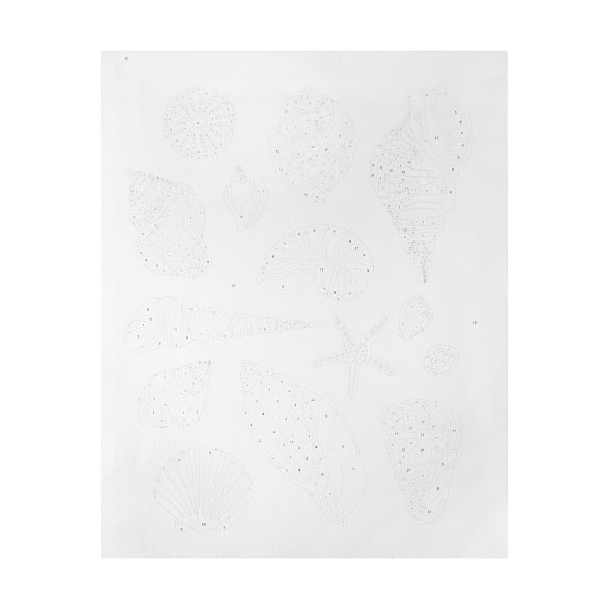 Paint By Numbers - Shell