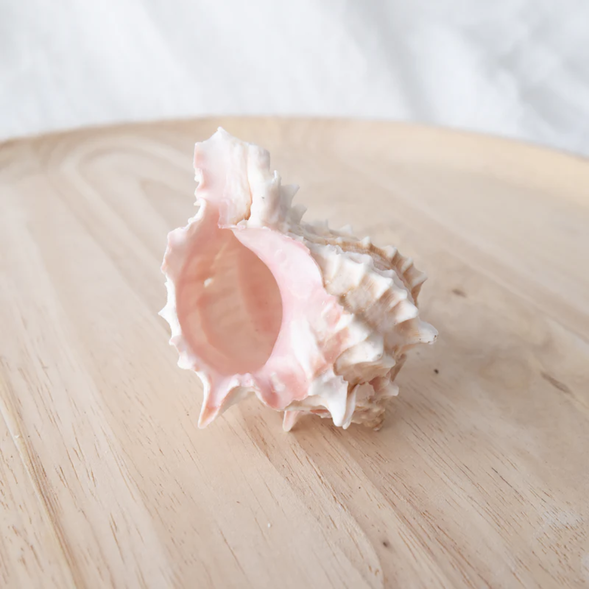 Murex Shell Pink Each 7cm-8.5cm Ocean Sensory Nature Play Tools and Toys