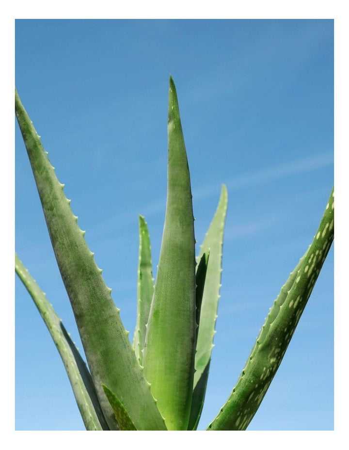 Aloe Vera Hydrating Mist 100ml