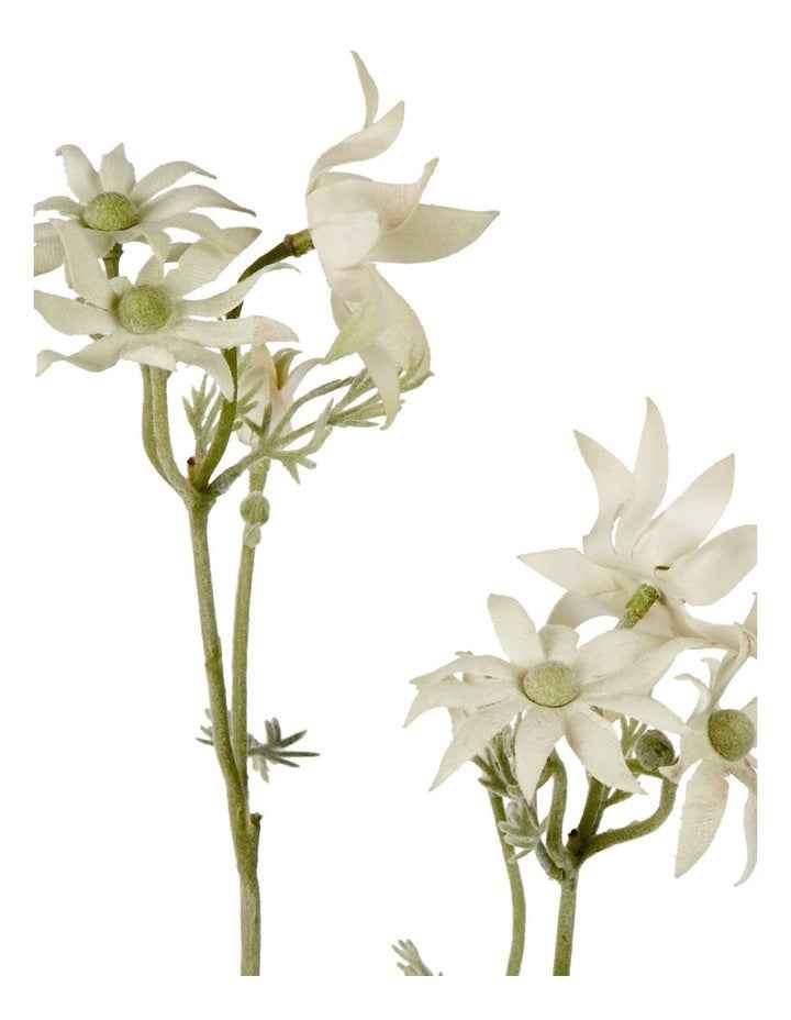 Flannel Flower Spray 75cm