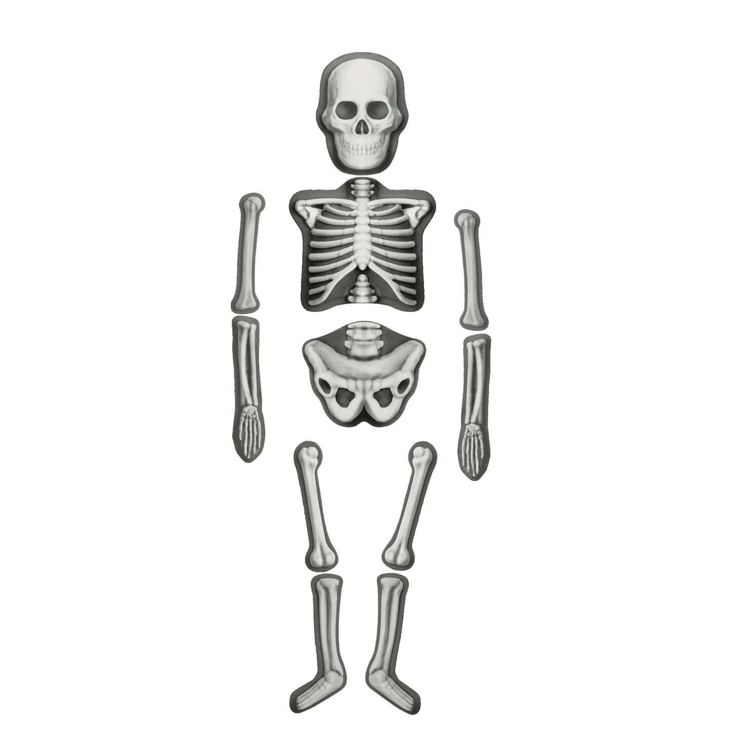 Make & Decorate Human Skeleton DIY Craft Kit Glow In The Dark Halloween Range Art and Craft Early Science 5yrs+