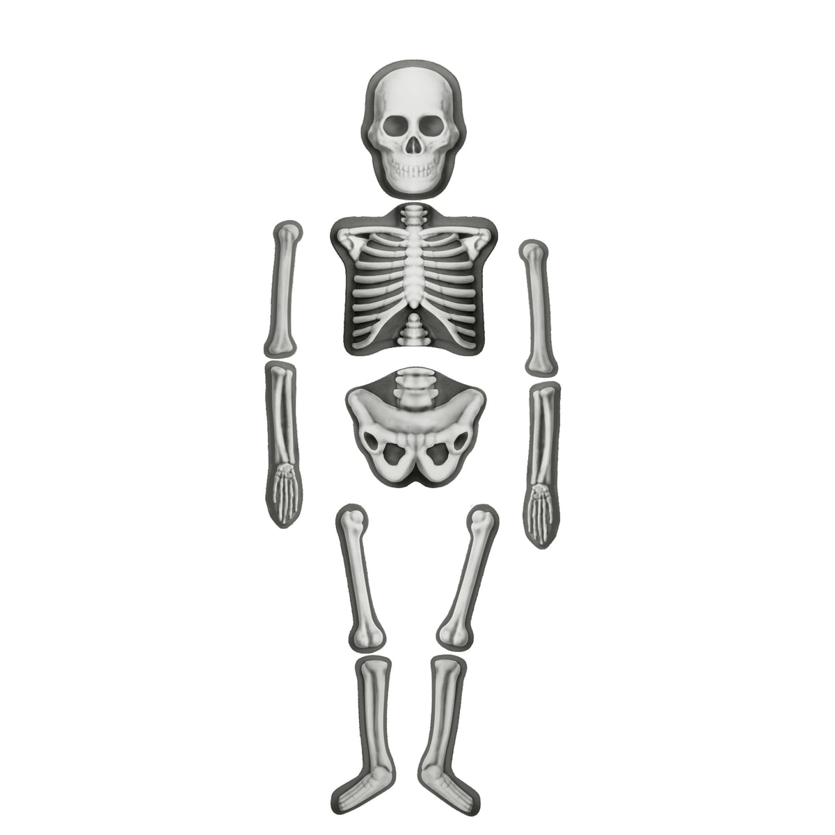 Make & Decorate Human Skeleton DIY Craft Kit Glow In The Dark Halloween Range Art and Craft Early Science 5yrs+