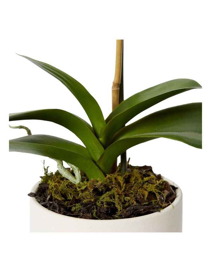 Phalaenopsis Orchid Allegra Pot in White