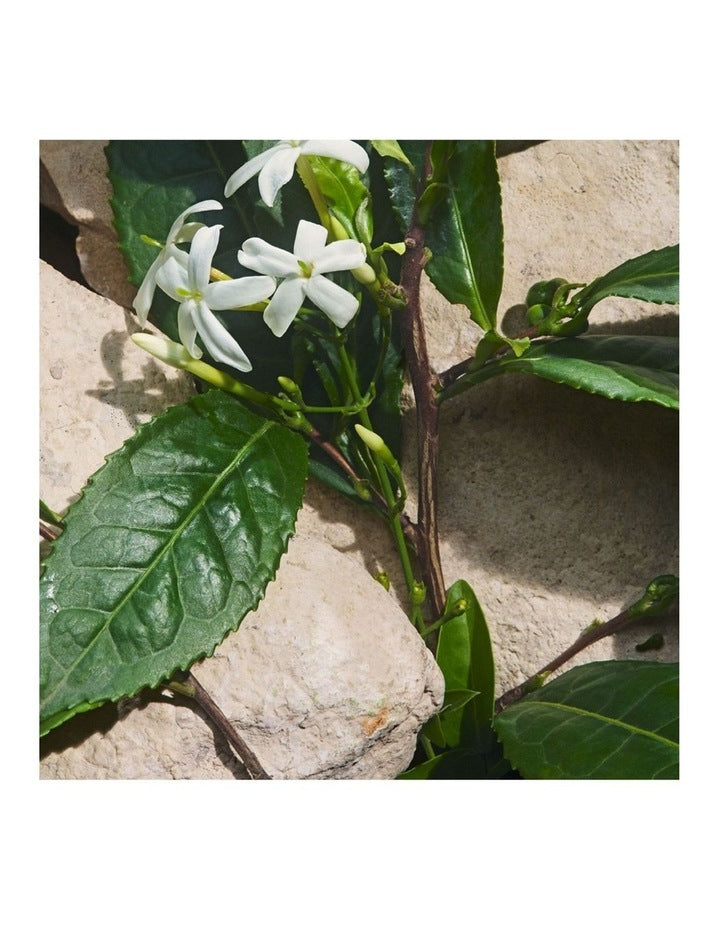 Light Blue Capri In Love Eau de Parfum