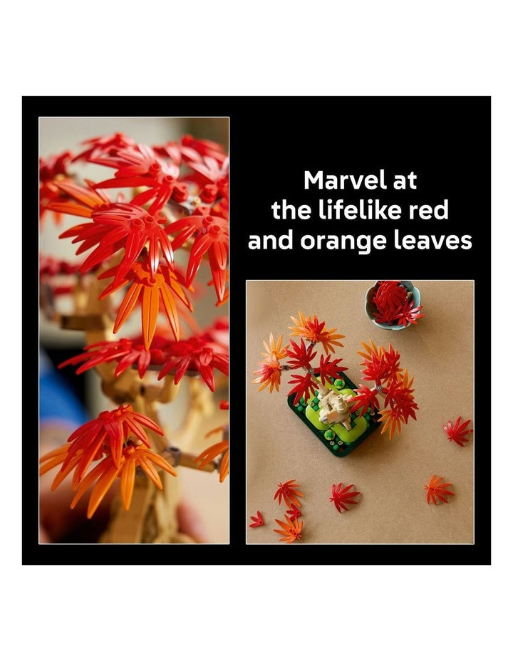 Botanicals Japanese Red Maple Bonsai Tree 10348