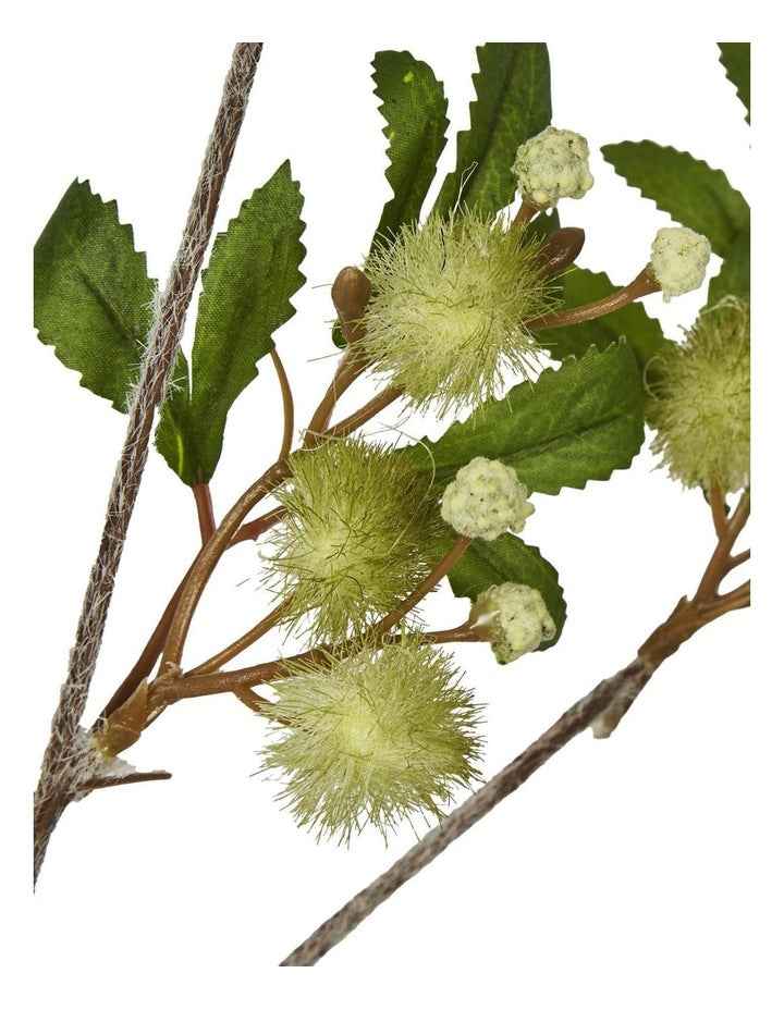 Blackwood Wattle Acacia 85cm in Green