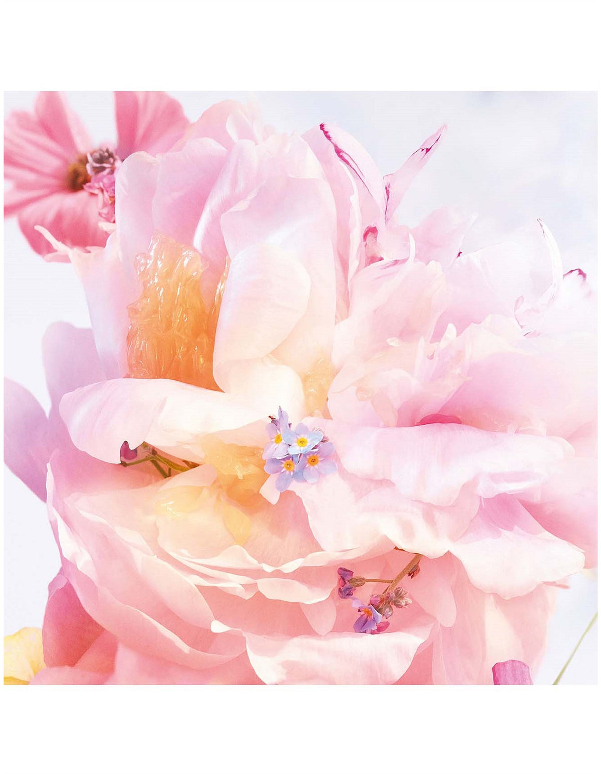 MISS DIOR BLOOMING BOUQUET EAU DE TOILETTE 50ML