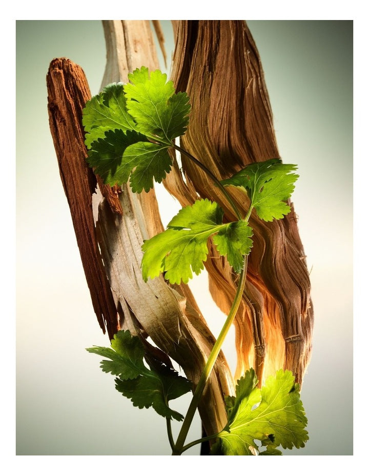 Wood Essence Parfum