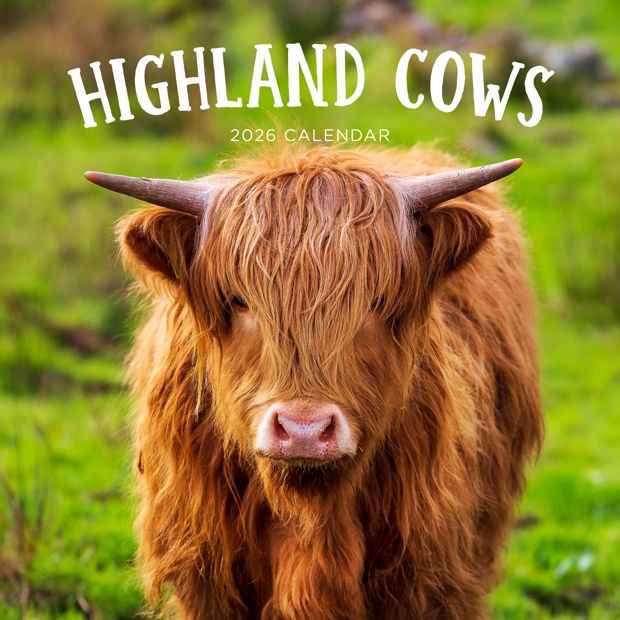 Highland Cows 2026 Calendar