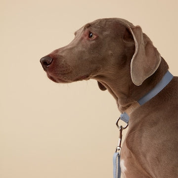 Oscar & Friends Everyday Dog Collar Large each