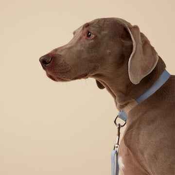Oscar & Friends Everyday Dog Collar Large each