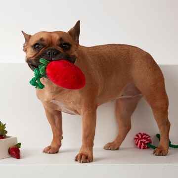 Oscar & Friends Plush Strawberry Dog Toy each