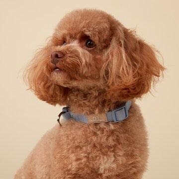 Oscar & Friends Everyday Dog Collar Small each