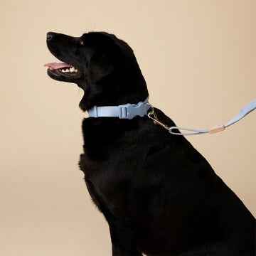 Oscar & Friends Everyday Dog Collar Medium each