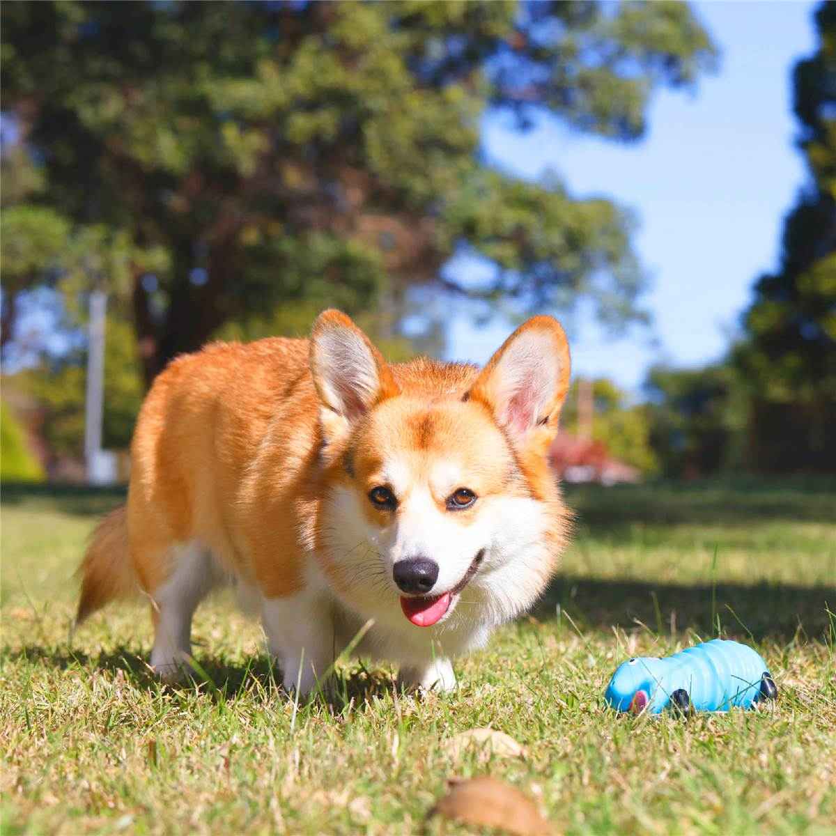 Purina Totalcare Pygmy Squeaker Dog Toy each