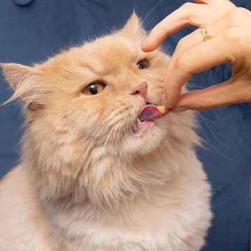 Churu Bites Cat Treats Tuna & Salmon 10g x 3 pack