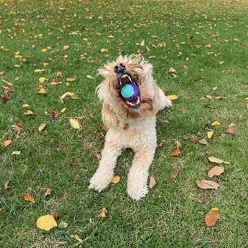 Go Get Squeaker Tennis Ball Medium 3 pack