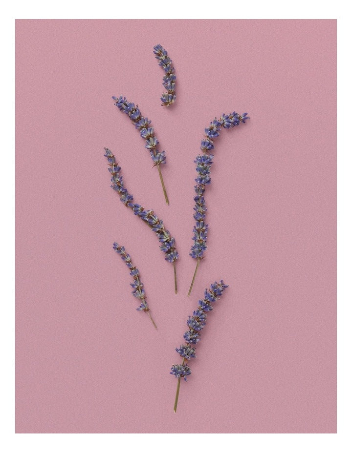 The Alchemist's Garden Moonlight Serenade Acqua Profumata Eau de Toilette