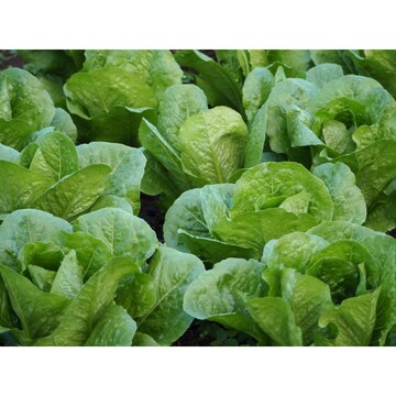 Yates Lettuce Salad Mix Seeds each
