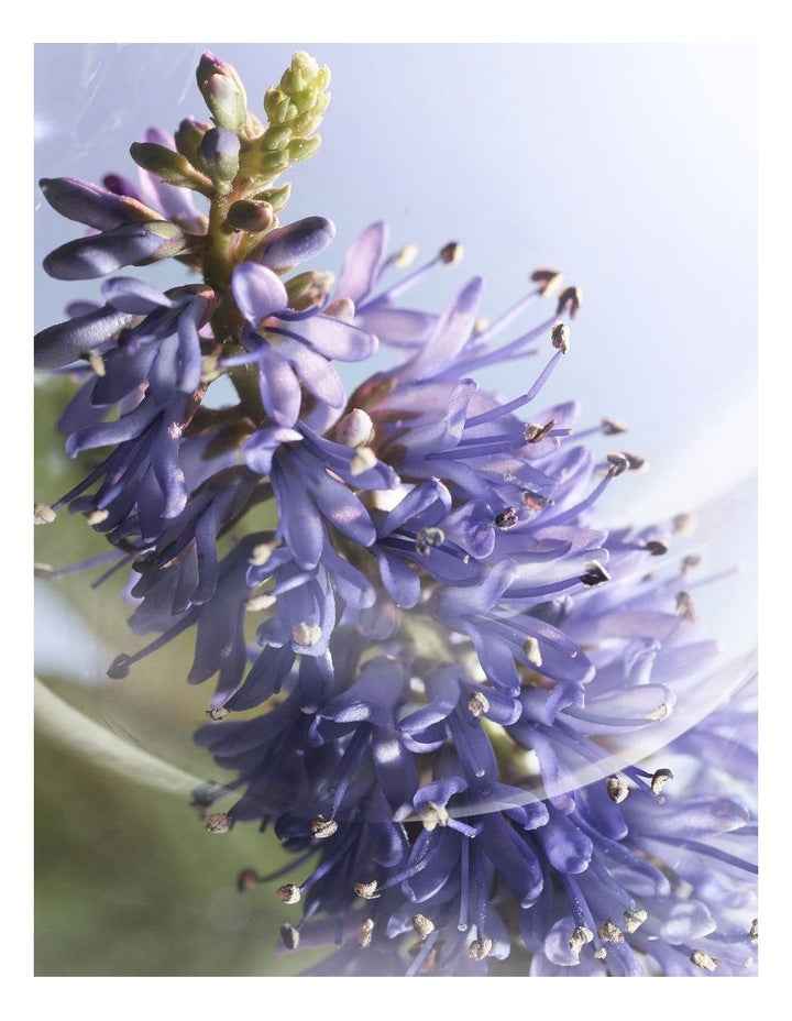 La Vie Est Belle Iris Infini Eau De Parfum