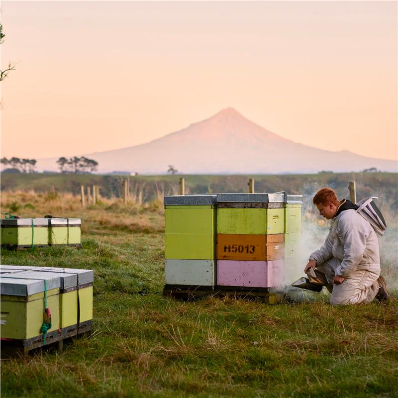 Egmont Honey MGO 100+ Multifloral Manuka Honey (Squeeze) 480g