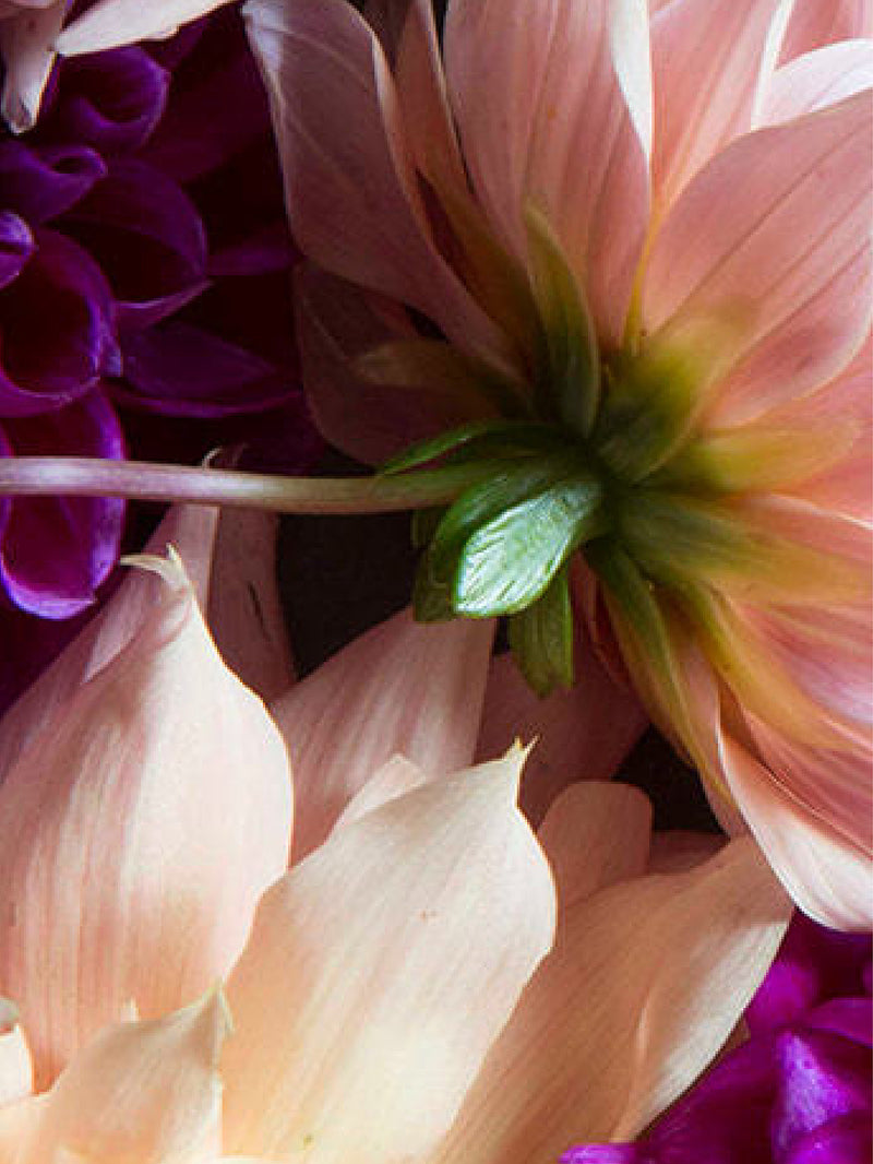 Midnight Dahlia Showergel