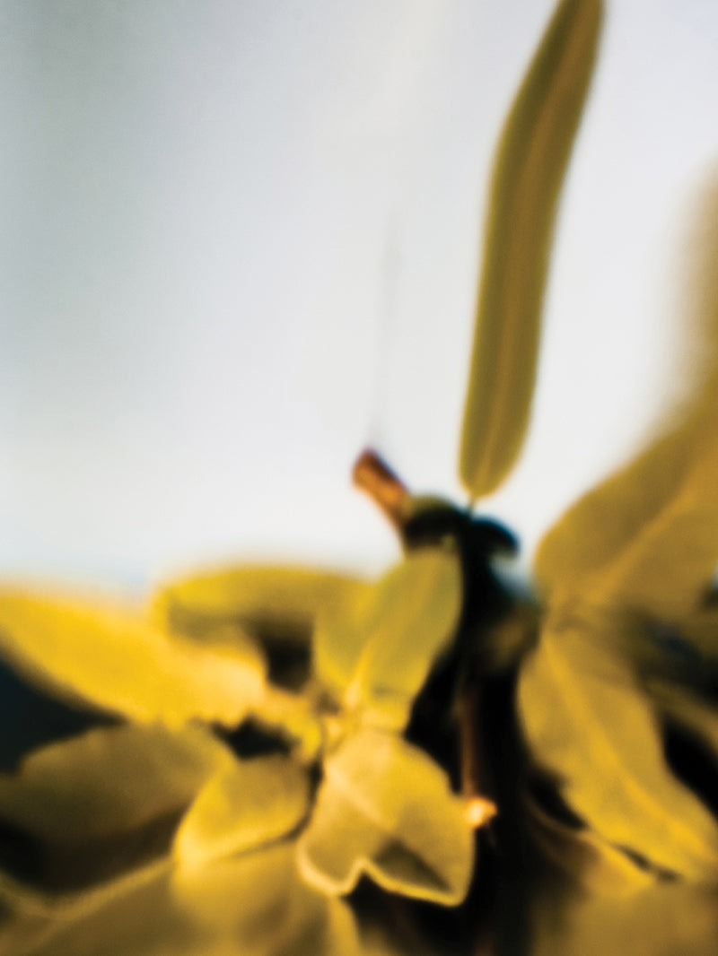 Vanilla Freesia Showergel