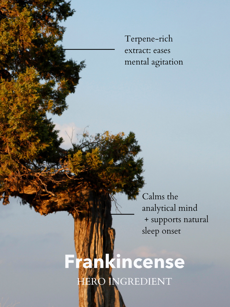 The Little Gift Of Good Sleep Somali Frankincense