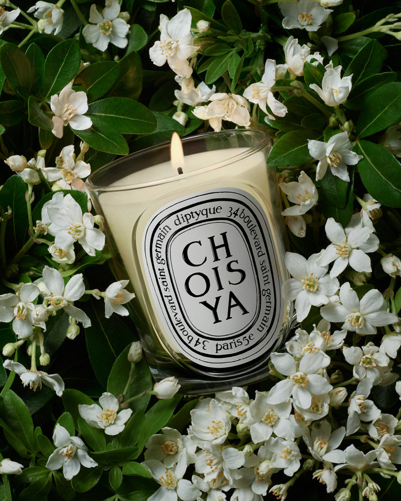 Choisya Candle