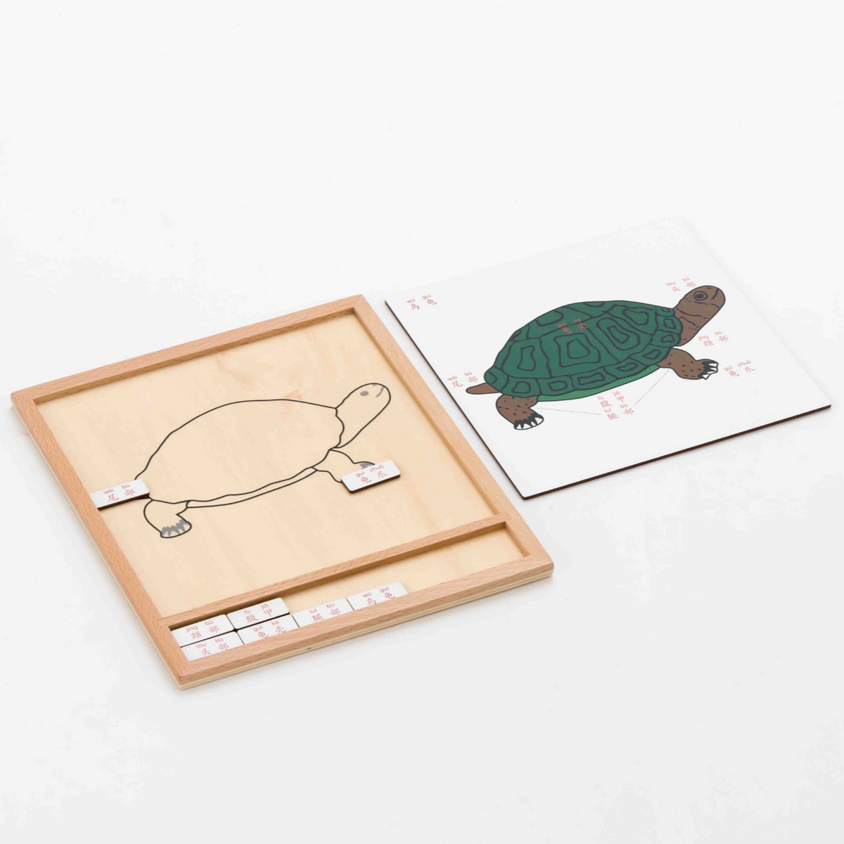 Animal Activity Group - Names of Tortoise's Parts 彩色动物活动组-乌龟的部位名称-中文加拼音