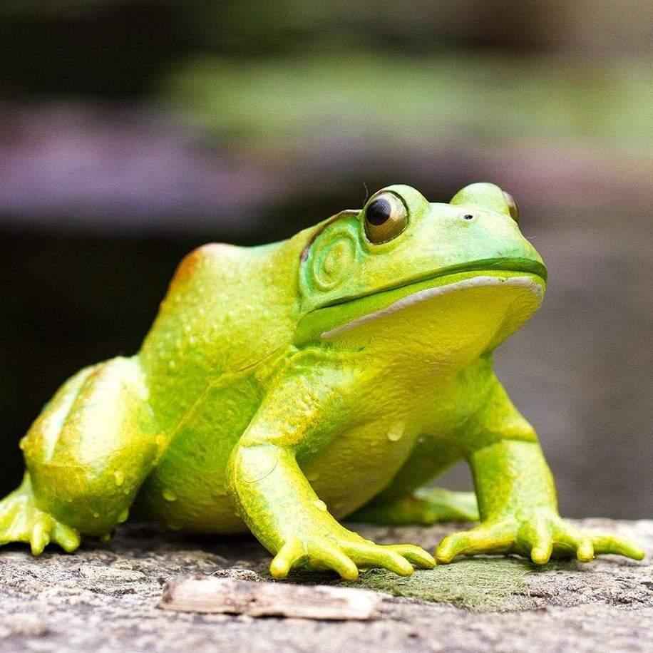American Bullfrog Figurine by Safari Ltd Extra Large Woodland Collection Incredible Creatures Animal Figurines 3yrs+