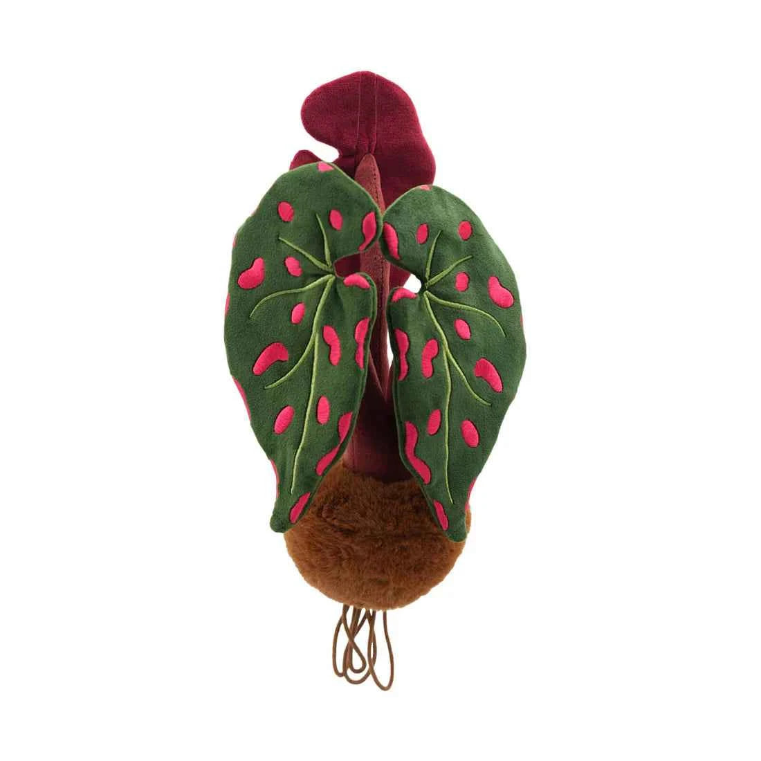 Plushwood Begonianeogrosensis Plant Plush