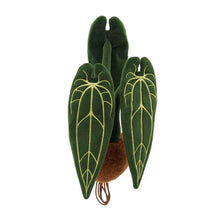 Plushwood Anthurium Warocqueanum Plant Plush