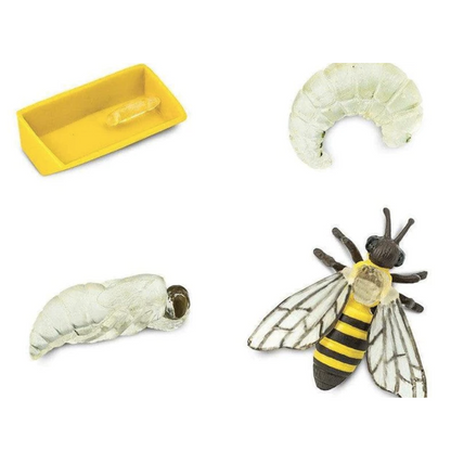 Life Cycle of a Honey Bee Montessori Language Animal Figurines Collection by Safari Ltd Early Science STEM Bee Toys 4yrs+