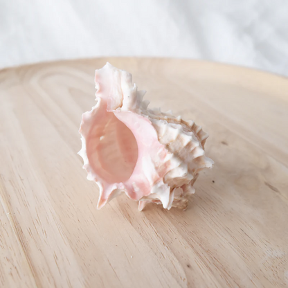 Murex Shell Pink Each 7cm-8.5cm Ocean Sensory Nature Play Tools and Toys