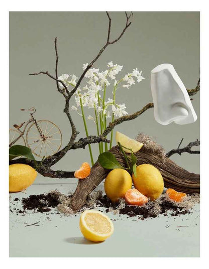 Quercus Body And Hand Lotion 500ml