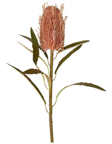 Dried Look Banksia Stem 56cm in Dusty Pink