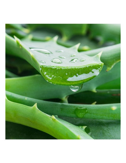 Aloe Vera Hand Cream