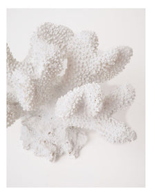 Atolle Coral Object 16x11cm in White