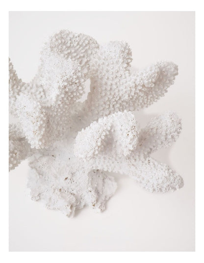 Atolle Coral Object 16x11cm in White