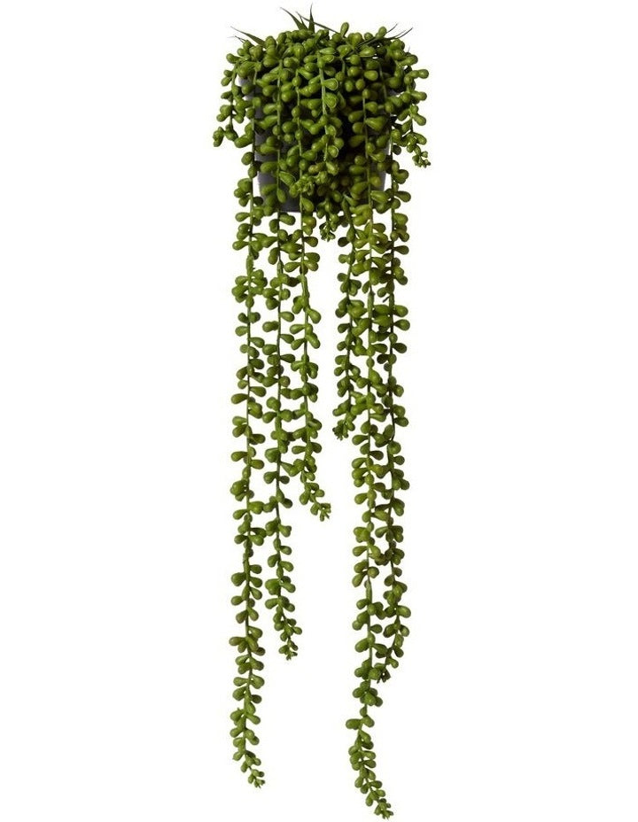 String of Pearls Potted in Green