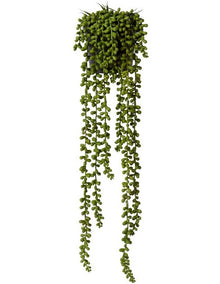 String of Pearls Potted in Green