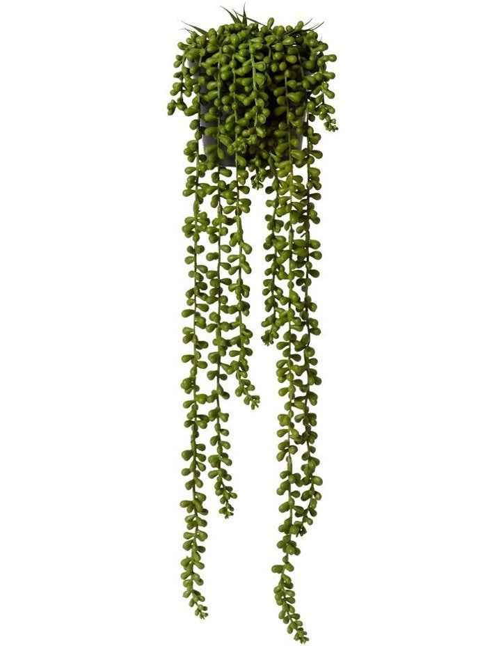 String of Pearls Potted in Green