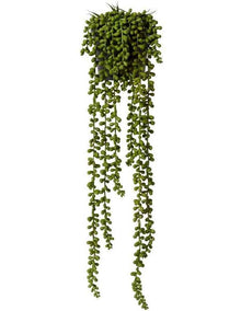 String of Pearls Potted in Green