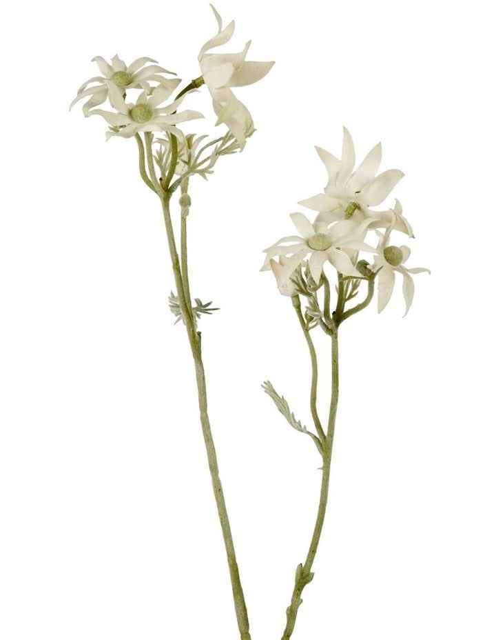 Flannel Flower Spray 75cm