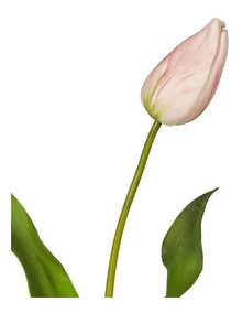 Soft Touch Tulip Stem 57cm in Pink