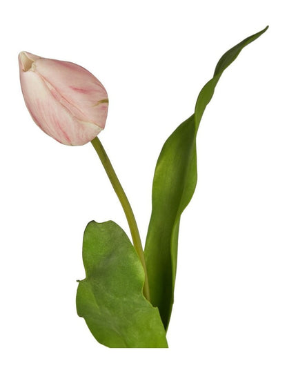 Soft Touch Tulip Stem 57cm in Pink