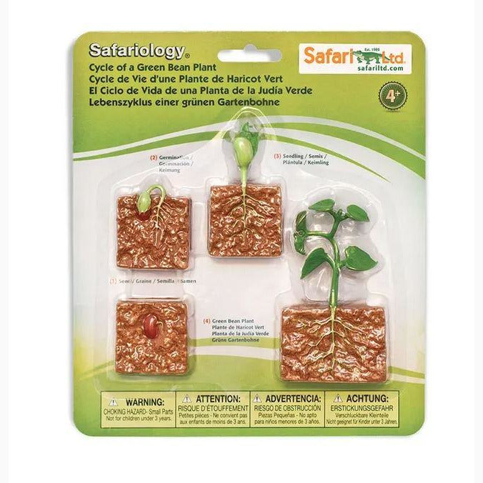 Life Cycle of a Green Bean Plant Montessori Language Figurines Collection by Safari Ltd Early Science STEM Toys 4yrs+