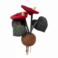Plushwood Anthurium Plant Plush