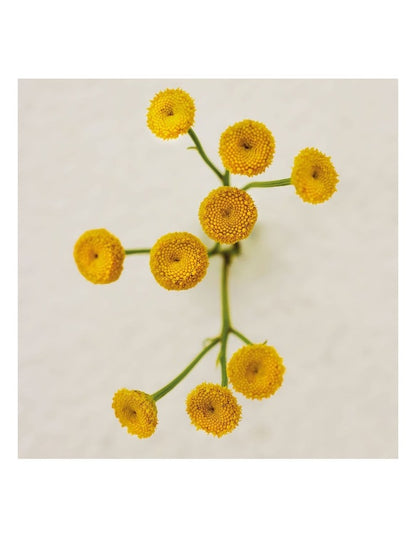 Atelier Des Fleurs Naturelle Immortelle